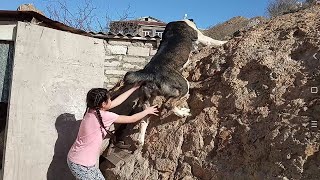 мама не горюй, чухнул! Алабай САО . Work Dogs Alabai. Turkmen Alabay