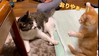 保護猫/先住猫と初対面のてんちゃん