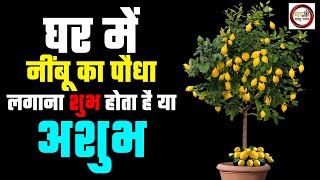 घर में नींबू का पौधा लगाना शुभ होता है या अशुभ जानिए | Vastu Shastra  for Lemon Plant