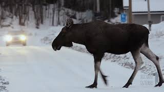 Wild Norway - My Travel | WILDLIFE \u0026 NATURE