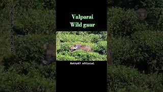 Valparai wild gaur 🔥 #wildlifevalparai #wildanimals #wildlife #music #nature #valparai #animals