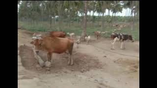 Annadhaanam | அன்னதானம் | Temple Cows | கோவில் பசு மடம் | அகத்திக்கீரை| குளம் | மீன்| குரங்கு | யானை