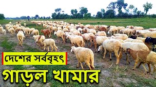 দেশের সর্ব বৃহৎ গাড়ল খামার মেহেরপুর । রোকনের গাড়ল খামার । garol khamar। sheep farming