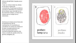 Ensayo de Micronúcleos con el modelo Allium cepa