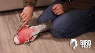 This Galah Gets SO FRUSTRATED! | Part 1