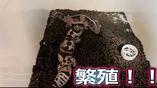 ニシアフリカトカゲモドキの繁殖に挑戦します！！