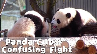 Confusing Fight Between Panda Cubs | iPanda