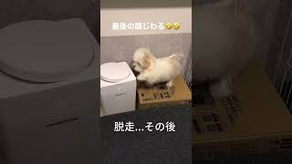 【マルプー　子犬】柵から脱走したと思いきや…笑#犬 #マルプー #子犬 #トイプードル #shorts