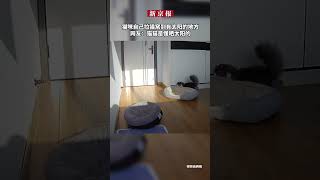 猫咪自己拉猫窝到有太阳的地方