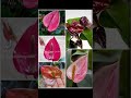 🔥ඇන්තුරියම් ශාක 12ම rs 6000 🔥 niluflowergarden anthuriumlovers plant anthurium agri entrepreneur