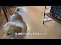 犬とボールで遊びたい飼い主vs絶対に遊ばない犬