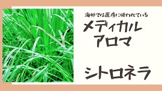 ❰看護師のメディカルアロマ❱シトロネラの精油とその使い方