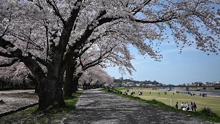 桜舞う　犀川緑地 #金沢の風景　2022年4月11日