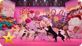 Is this the world’s GREATEST dog act? | BGT: The Champions
