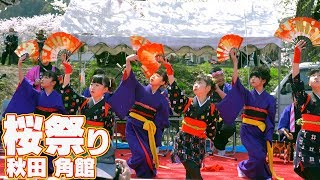 武家屋敷で有名な秋田 角館の桜祭り【ひとり旅 2019】