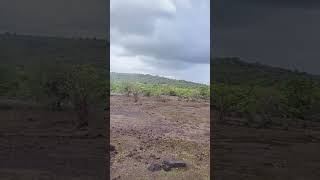 #realproperty #agricultureplot for sale in RATNAGIRI. 7559469208