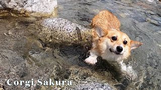 川でアクティブに動き回るコーギー /Corgi actively moving around in the river