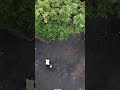 Drone vs Leaf Blower