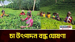 পঞ্চগড়ে বাগান থেকে কাঁচা চা পাতা সংগ্রহ, সরবরাহ এবং চা উৎপাদন বন্ধ ঘোষণা | Panchagarh | News24