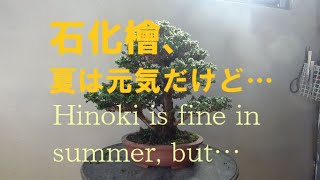 盆栽工房 春嘉　#73 小品盆栽とマメ盆栽、2本の石化檜の剪定、Pruning of two Sekka hinoki　【盆栽】【石化檜】【剪定】【bonsai】【hinoki】【pruning】