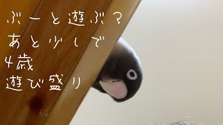 インコの仕事は遊ぶこと【ボタンインコのぶーちゃん】