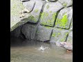 ducklings are training themselves. even their mother is amazed.