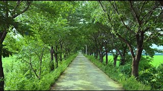 A walk that Koreans want to take. a path that shows the beauty