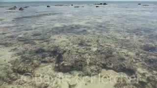 Magnificent Anemone, Straits of Malacca, Perak, Malaysia. 20220203_130429.uhd