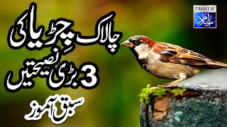 Aqalmand Chidiya ki 3 Nasihat-Beautiful Moral Story-Sabaq amoz Waqiya |Urdu/Hindi-Stories of islam