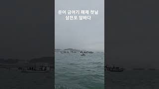 문어 금어기 해제 첫날 삼천포 앞바다