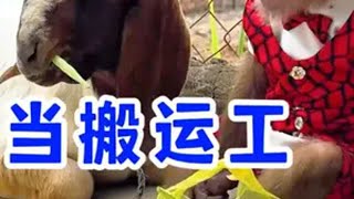 小猴子去菜市场当搬运工，挣钱买牛奶，回家给小羊喝 小猴子去菜市场当搬运工，挣钱买牛奶，回家给小羊喝猴子成精 野生动物 萌宠出道计划 神奇动物在抖音