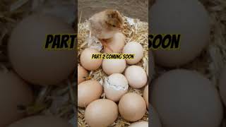 How A Chick Born From an Egg 👍👍👍Interesting Video