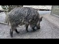 so sieht ein großes wildschwein aus