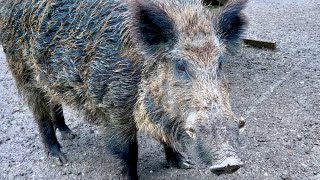 So sieht ein großes Wildschwein aus