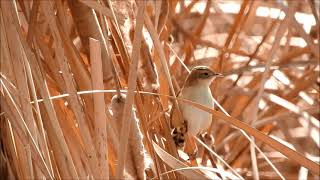 セッカ　メジロと梅　モズ　ヤマガラ　カワセミつがい　ジョウビタキ　ガビチョウ　今日の鳥