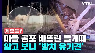 [제보는Y] 시골마을 공포에 빠뜨린 들개들...알고 보니 '방치된 유기견' / YTN