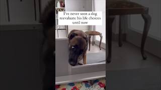 Funny cat and dogs 😂😂 episode 432 #animals #shorts #funny #cat #dog