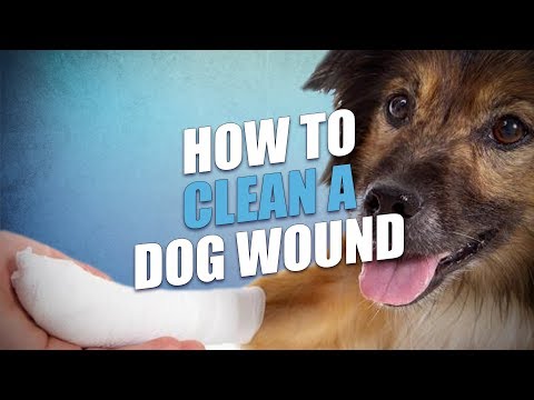 How to Clean and Treat Dog Wound (Dog First Aid Basics) How to Clean and Treat Dog Wound (Dog First Aid Basics)
