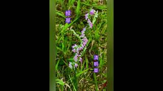 HK 四月最美的瀕絕野生小蘭花草「綬草」Spiranthes  sinensis（2021）