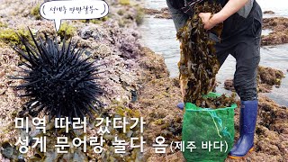 제주 바닷가에 가면 볼 수 있는 '머리채 미역', '성게 아파트', '술안주 문어'