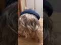 【ヨーキー】老犬ジャンプ　段があるとあがりやすい shorts