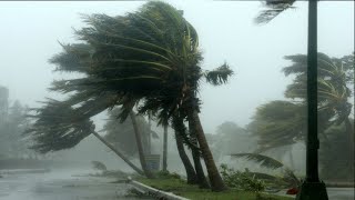 🔴Eliminate Insomnia To Deep Sleep With Terrible Hurricanes & Powerful Thunder Sounds in the Forest