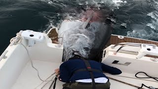 Amazing Fastest Giant Bluefin Tuna Fishing Skill - Amazing Handline Fishing Tuna Videos