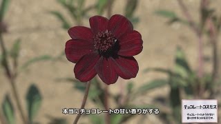 [4K]ひたち海浜公園　チョコレートコスモスなど14種のコスモスと紅葉したコキアなど