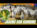 HUBUNGAN ERAT  ANTARA KEBUN JAGUNG DAN PETERNAKAN