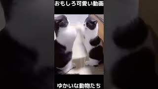 おもしろ可愛い動画　ゆかいな動物たち　funny cute animals　#shorts