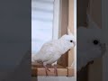 おはようございます☀アルビノオカメインコのおもち様 cockatiel shorts