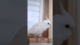 おはようございます☀アルビノオカメインコのおもち様/cockatiel #shorts