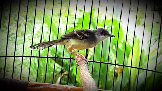 Ocehan Burung Ciblek Semi Pastol Gacor dor belajar ngebren cocok untuk Pancingan burung ciblek macet