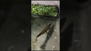 #നമ്മുടെ മുതല #alligatorgar #alligator #alligater #